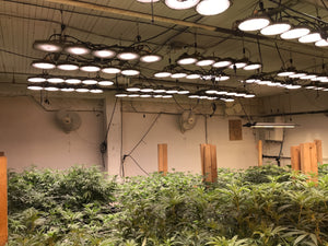 Enlite Sundisk Series 600W Flower Light - LED Grow Lights Depot