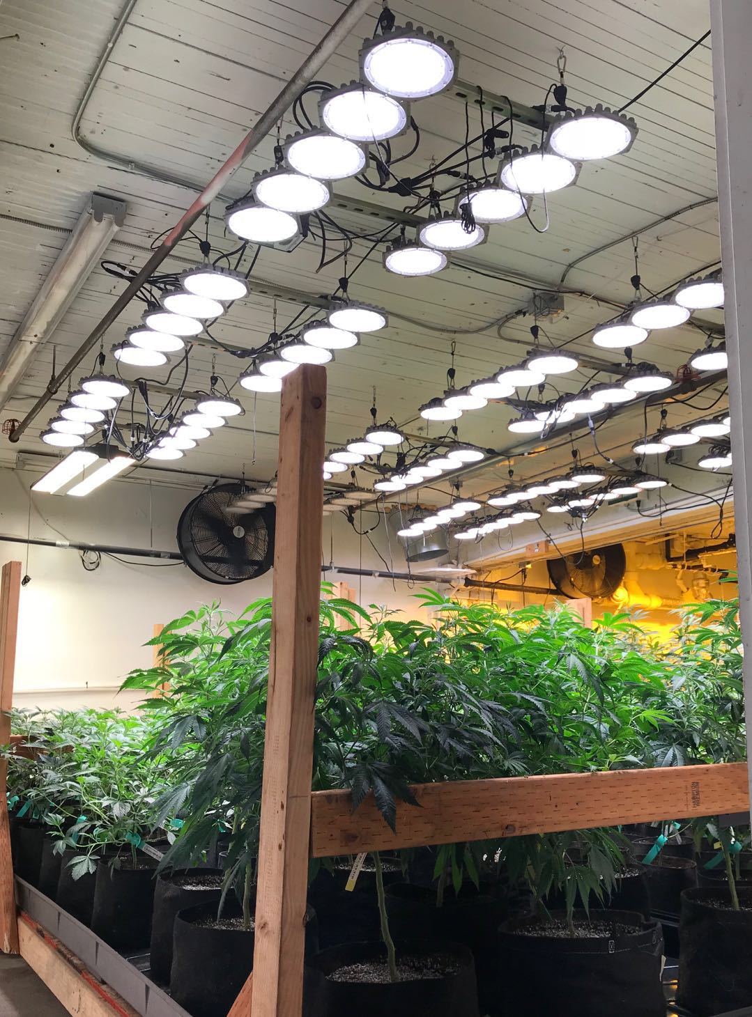 Enlite Sundisk Series 600W Flower Light - LED Grow Lights Depot