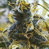 "Shenzhen Photosynthetic Planting Co., Ltd., Enterprise profile"