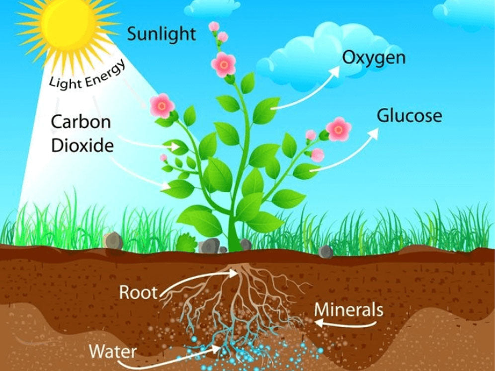 Does a normal ceiling light give enough light for plants？