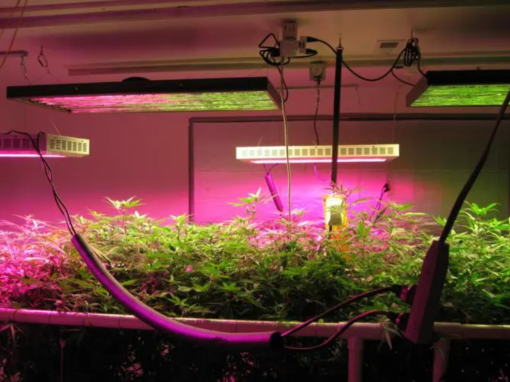How do LED plant lights improve indoor gardening?