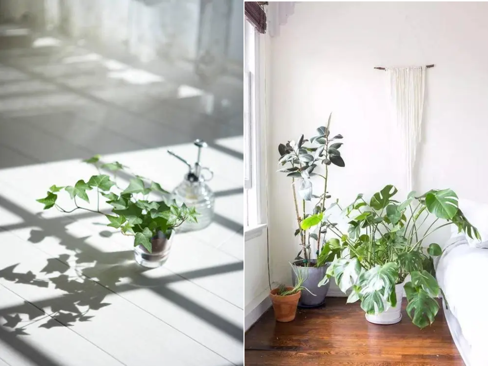 What's the best plant grow light for indoor gardening?