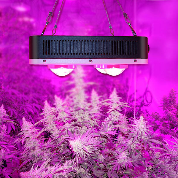 Eco Farm COB LED Light for Indoor Plants Supplies GrowPackage.com