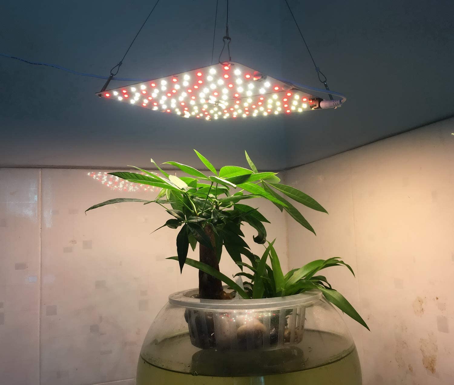 ACKE Quantum Board LED Grow Light for Indoor Plants for Sale ...