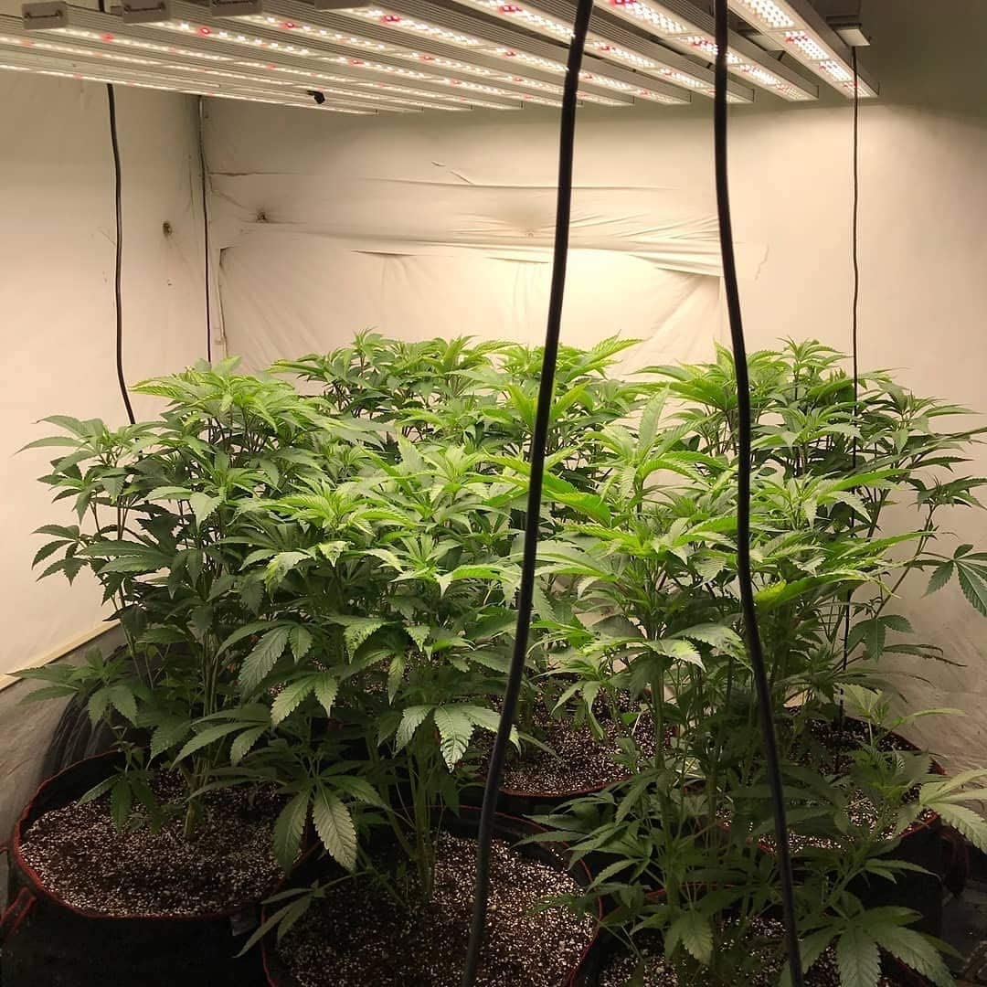 TopoGrow Professional 800W LED Grow Light