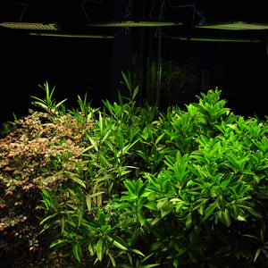Relassy 300W LED Grow Light Panel for Indoor Plants Veg and Flower