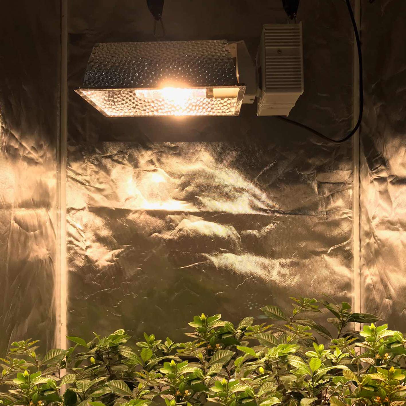 ECO Farm CMH 315W Grow Light Fixture Reflector with Ballast-growpackage.com
