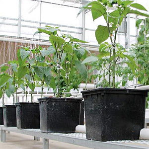 ECO Farm Hydroponic Nutrients Dutch Bucket Growing System-growpackage.com