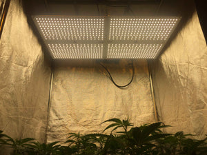 LEDTonic Q7 320W LED Grow Light