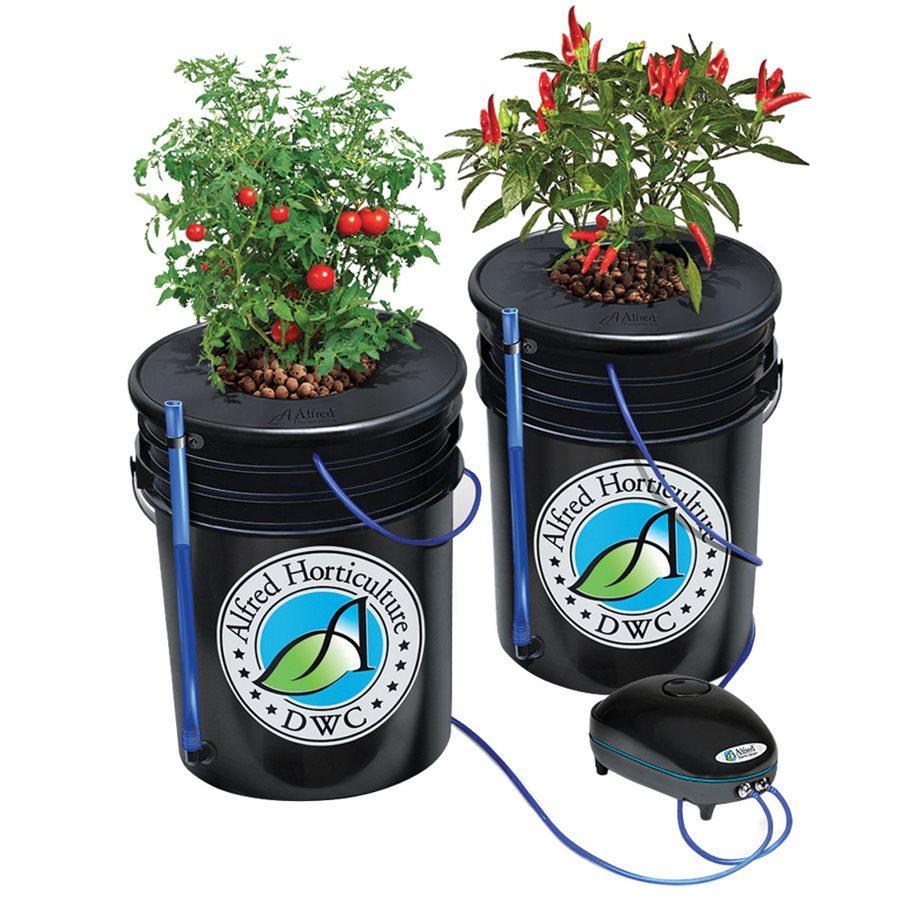 alfred horticulture DWC canada 2 pots
