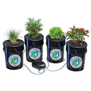 alfred horticulture DWC canada 4 pots